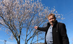 Ordu'da yalancı bahar: Meyve ağaçları kışın çiçek açtı