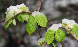 Fındık için kritik uyarı geldi: Zirai don tehlikesi sürüyor