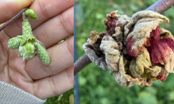 Fındıkta kozalak akarı verim kaybına yol açıyor