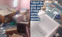 Trabzon’da yayla evine giren ayı ortalığı savaş alanına çevirmiş