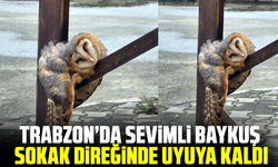 Trabzon’da sevimli Baykuş sokak direğinde uyuya kaldı