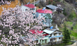 Gümüşhane'de baharın renkleri kışın beyazıyla kucaklaştı