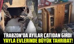 Trabzon'da Ayılar Çatıdan Girdi: Yayla Evlerinde Büyük Tahribat!