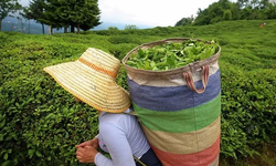 ÇAYKUR’da 2026 sürprizi: İş bekleyenleri üzen haber