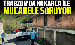 Trabzon'da kokarca ile mücadele sürüyor