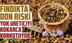 Fındıkta don riski yok, üreticiyi kokarca korkutuyor