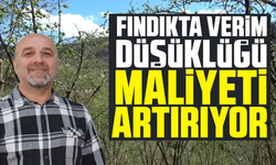 Fındıkta verim düşüklüğü maliyeti artırıyor