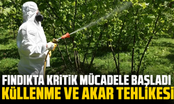 Fındıkta kritik mücadele başladı: Küllenme ve akar tehlikesi