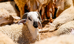 Kurbanlık satışları ne zaman başlayacak?