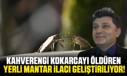 Kahverengi kokarcaya karşı yeni umut: Böceği öldüren yerli mantar ilacı geliştiriliyor!
