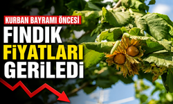 Kurban Bayramı öncesi fındık fiyatları geriledi