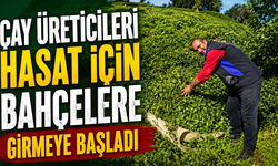 Çay üreticileri hasat için bahçelere girmeye başladı