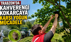Trabzon’da kahverengi kokarcaya karşı yoğun mücadele