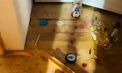 Yaylada ayı dehşeti! Evleri talan ettiler