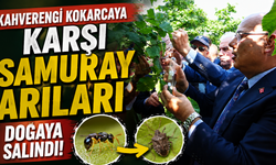 Kahverengi kokarcaya karşı samuray arıları doğaya salındı