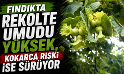 Fındıkta rekolte umudu yüksek, kokarca riski ise sürüyor