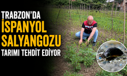 Trabzon’da İspanyol Salyangozu tarımı tehdit ediyor