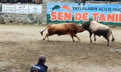 Ayder'de boğa güreşleri heyecanı yaşandı