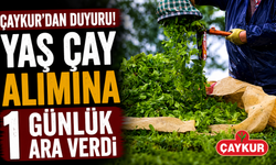 ÇAYKUR yaş çay alımına 1 günlük ara verdi