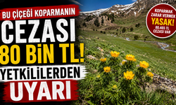 Bu çiçeği Koparmanın Cezası 80 Bin TL! Yetkililerden Uyarı