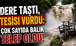 Dere Taştı, Tesisi Vurdu: Çok Sayıda Balık Telef Oldu