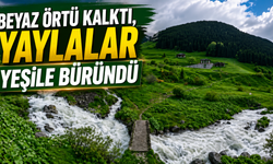 Beyaz örtü kalktı, Rize yaylaları yeşile büründü