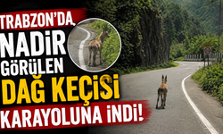 Trabzon'da Nadir Görülen Dağ Keçisi Karayoluna İndi!