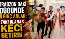 Trabzon'daki Düğünde İlginç Anlar: Takı Olarak Keçi Getirdi