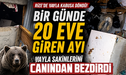 Bir günde 20 eve giren ayı yayla sakinlerini canından bezdirdi