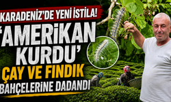 Karadeniz'de Yeni İstila! 'Amerikan Kurdu' Çay ve Fındık Bahçelerine Dadandı