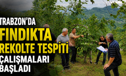 Trabzon’da fındıkta rekolte tespiti çalışmaları başladı