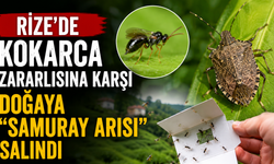 Rize'de kokarca zararlısına karşı doğaya "Samuray Arısı" salındı