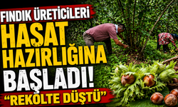 Fındık üreticileri hasat hazırlığına başladı: "Rekolte düştü"