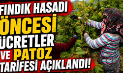 Fındık Hasadı Öncesi Ücretler ve Patoz Tarifesi Açıklandı