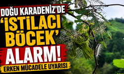 Doğu Karadeniz'de 'istilacı böcek' alarmı! Erken mücadele uyarısı