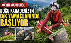 Çayın Yolculuğu Doğu Karadeniz'in Dik Yamaçlarında Başlıyor