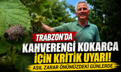 Trabzon'da kahverengi kokarca için kritik uyarı! Asıl zarar önümüzdeki günlerde