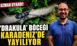 'Drakula' böceği Karadeniz'de yayılıyor