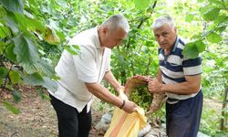 Giresun’da fındık hasadı başladı
