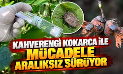 Kahverengi kokarca ile mücadele aralıksız sürüyor