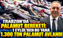 Trabzon'da palamut bereketi: 1 Eylül'den bu yana bin 300 ton palamut avlandı