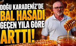 Doğu Karadeniz'de bal hasadı geçen yıla göre arttı