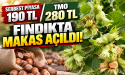 Serbest piyasa 190 TL, TMO 280 TL! Fındıkta makas açıldı