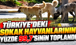 Türkiye'deki sokak hayvanlarının yüzde 99,7'sinin toplandı