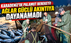 Karadeniz’de Palamut Bereketi! Ağlar Güçlü Akıntıya Dayanamadı