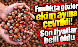 Fındıkta gözler ekim ayına çevrildi! Son fiyatlar belli oldu