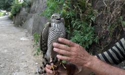 Karadeniz'deki atmaca geleneği hukuka takıldı