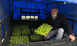 Akçaabat'ta 65 bin marul fidesi çiftçilere teslim edildi