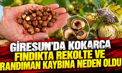 Giresun'da kokarca fındıkta rekolte ve randıman kaybına neden oldu