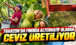 Trabzon'da fındığa alternatif olarak ceviz üretiliyor